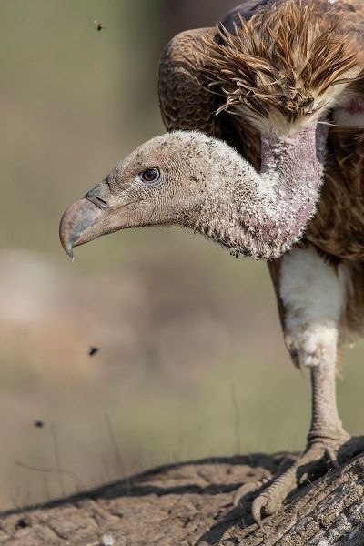 Africa-Tanzania-Ngorongoro Conservation Area-White-backed Vulture